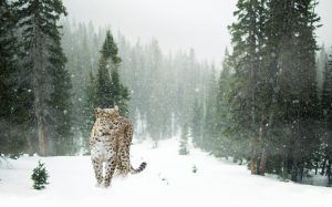 Leopardo de las nieves