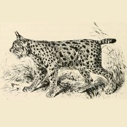 Lince ibérico a lápiz