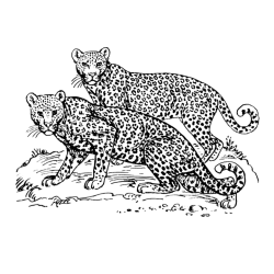 Pareja de leopardos para colorear